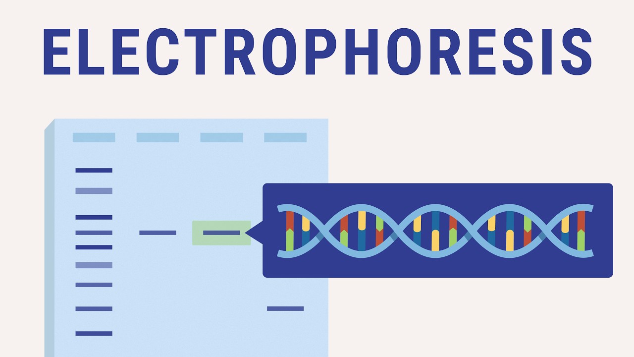 Electrophoresis explained | biology animation