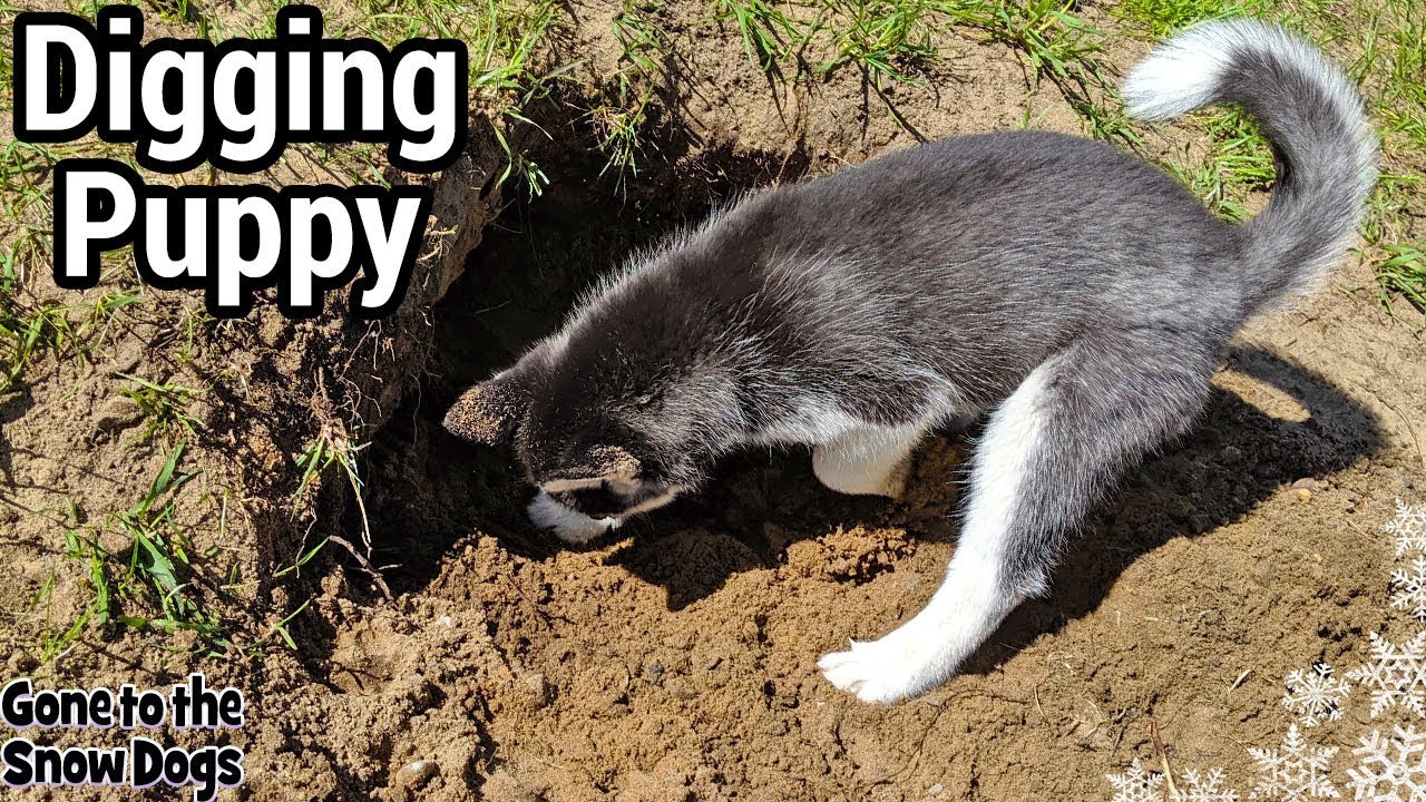 Husky Puppy Learns to Dig