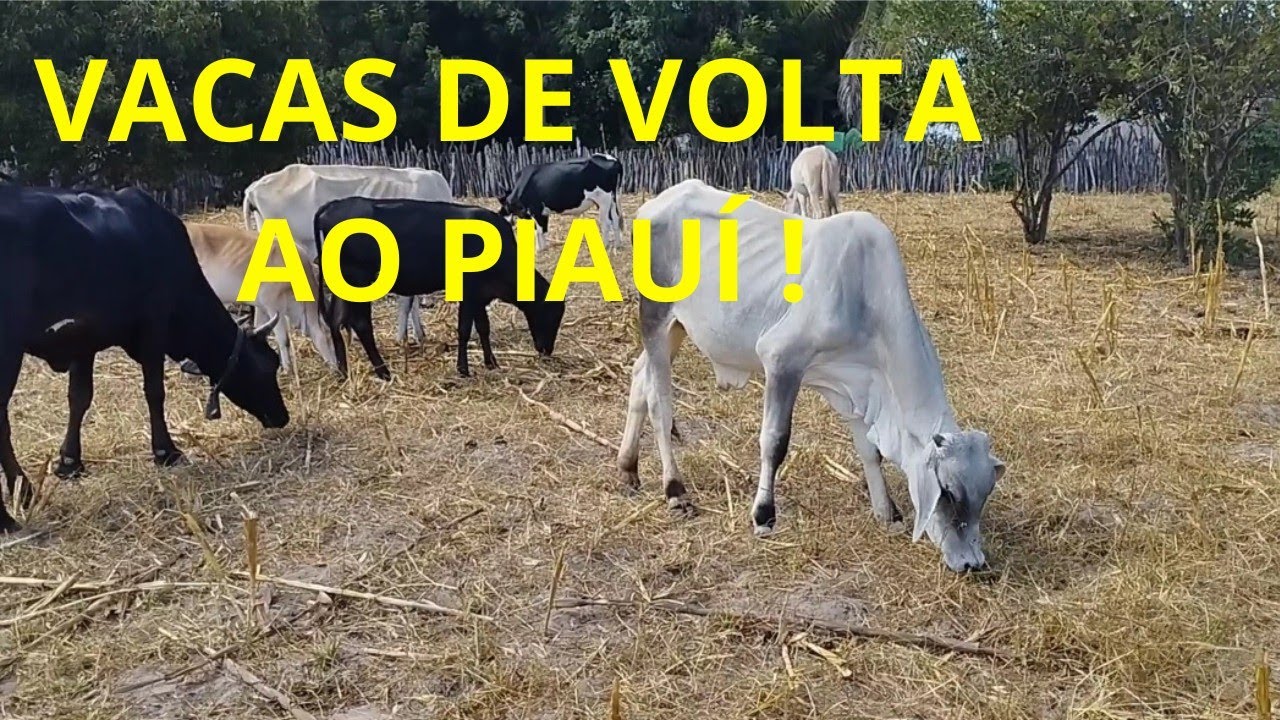 VACAS PARIDAS DE VOLTA AO PIAUÍ
