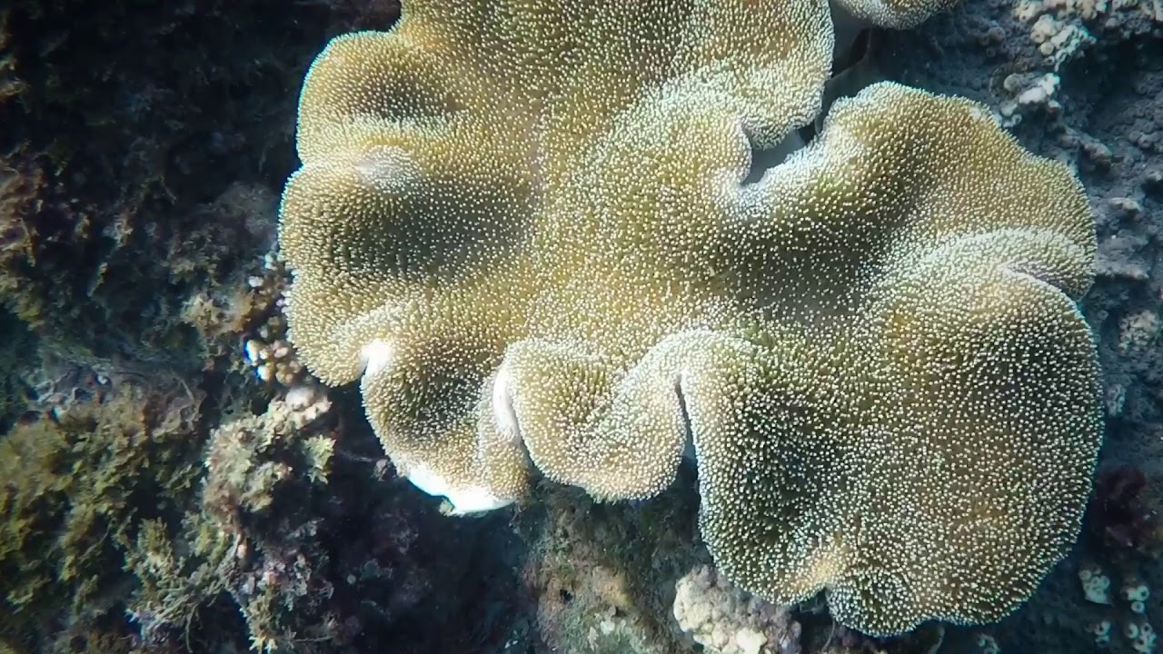 自由潛水｜宜蘭私房潛點內埤海灘—情人灣｜玻璃海灘｜賊仔澳｜Yilan Freediving