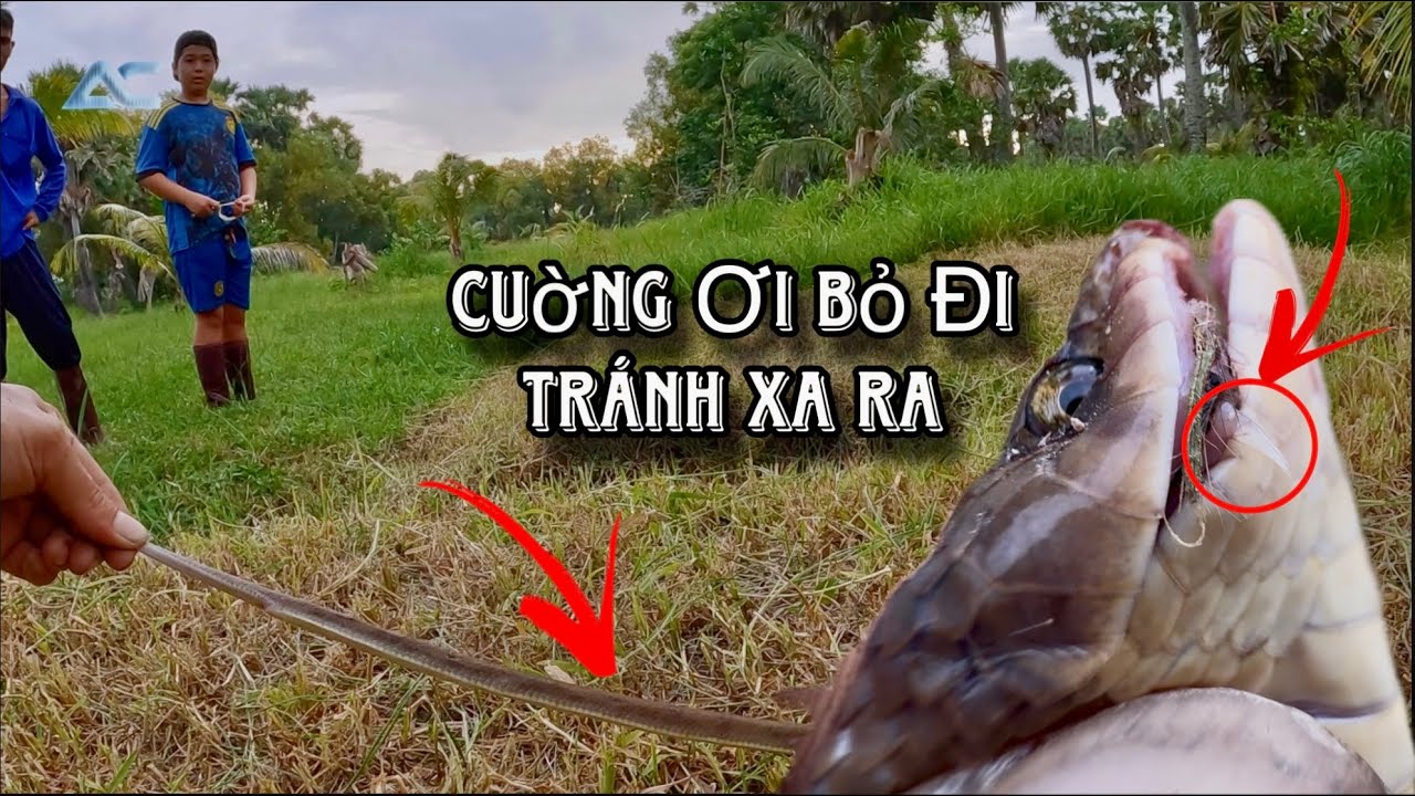 Tranh Cãi / Dân Vùng Núi Phải Khiếp Sợ Khi Ca Cường TV Bắt Phải Loài Rắn Nguy Hiểm Nhất Vùng 7 Núi 