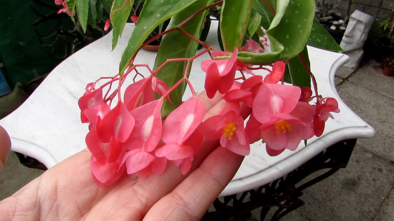 Our Begonia albopicta Houseplant cascading with beautiful Blooms