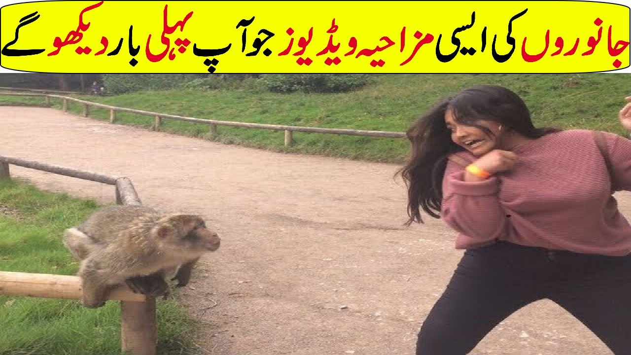 Most funny moments of animals In Hindi/Urdu
