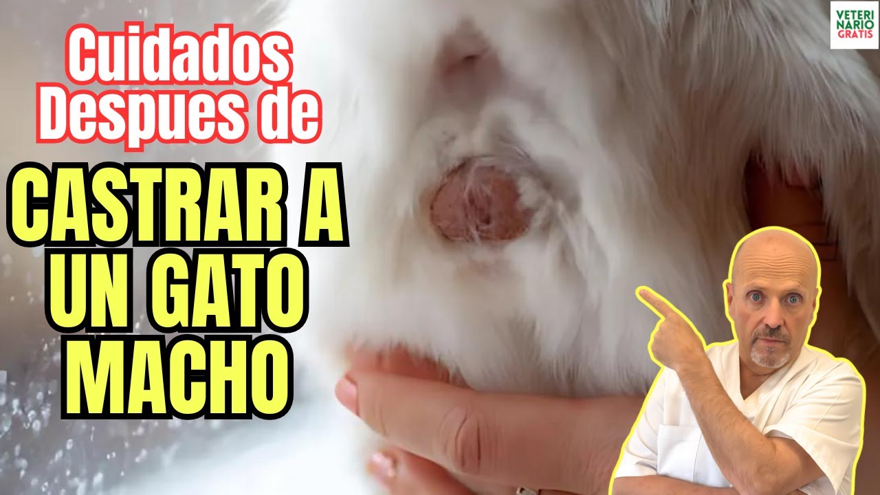 💝 CUIDADOS DESPUÉS DE CASTRAR A UN GATO MACHO 💝