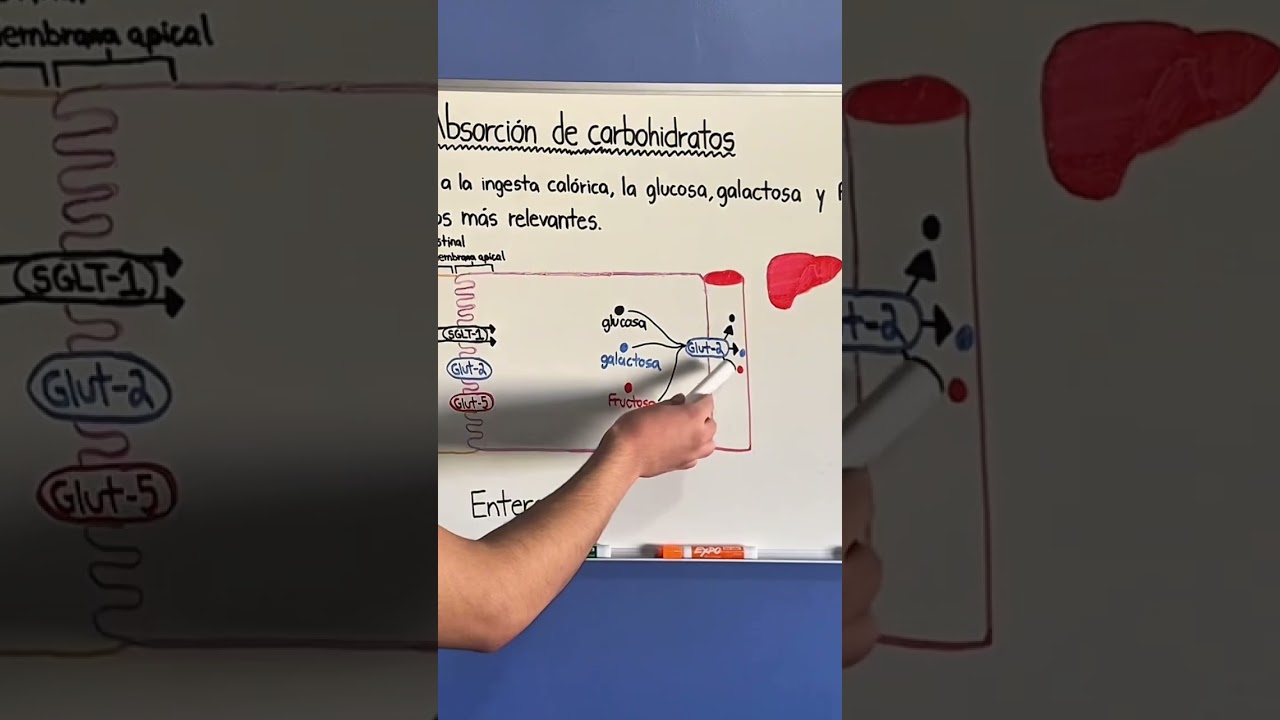 ¿Cómo se transportan los carbohidratos desde el enterocito hacia el hígado? 