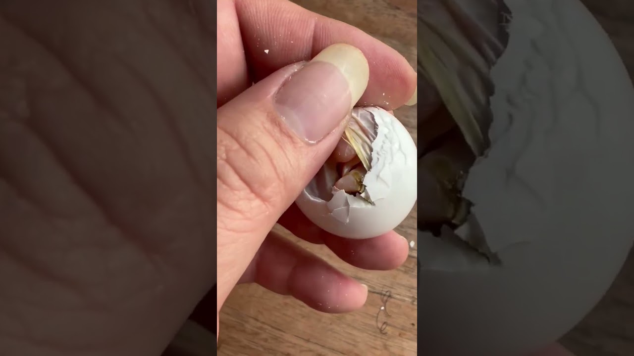 BLUE AND GOLD MACAW FROM EGG TO HATCHING