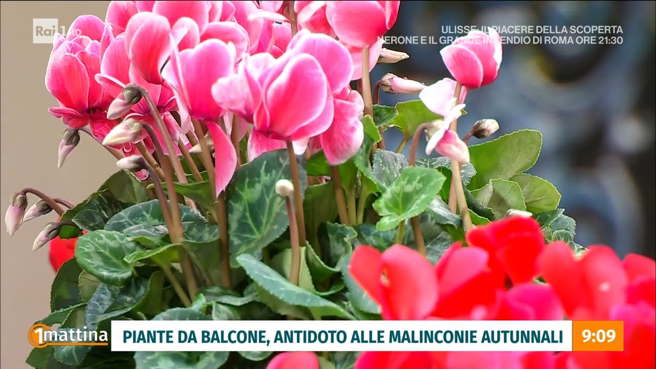 Piante da balcone e  da terrazzo - Unomattina - 28/09/2023