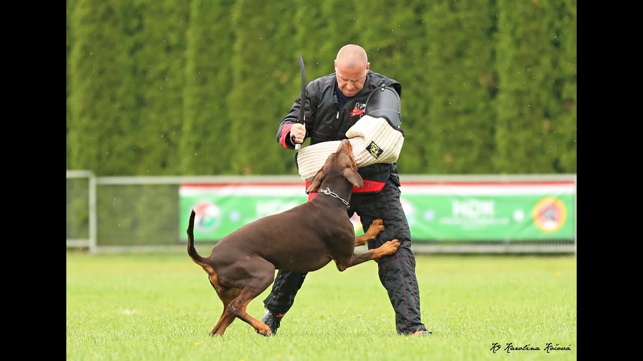 Marco vom Landgraf IGP3 IDC World Championship Protection 2019