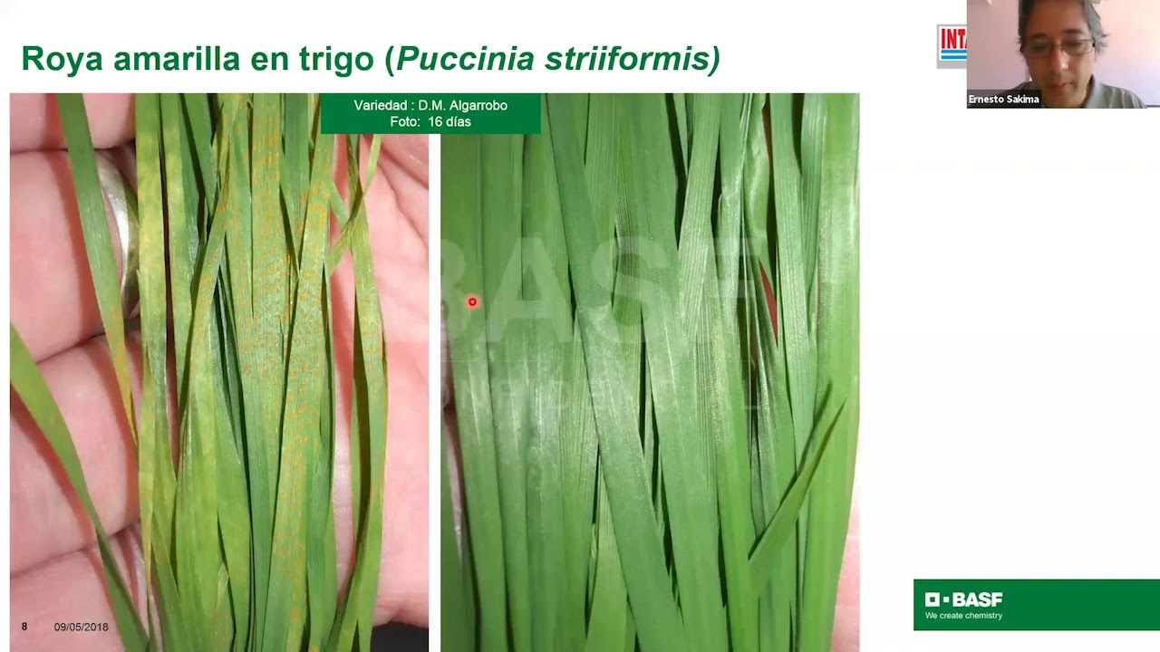 Manejo de Enfermedades en Trigo y Cebada