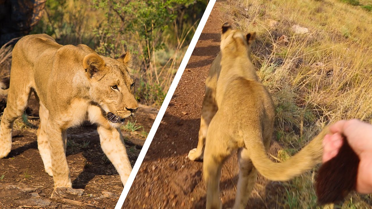 TAKING BIG LIONS FOR A WALK
