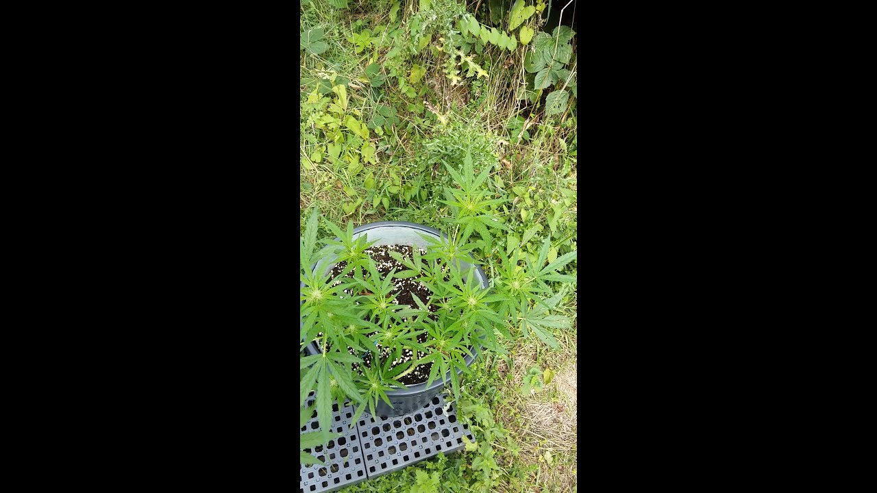 Outdoor autoflowers. Hindu kush, brooklyn sunrise, Dark devil