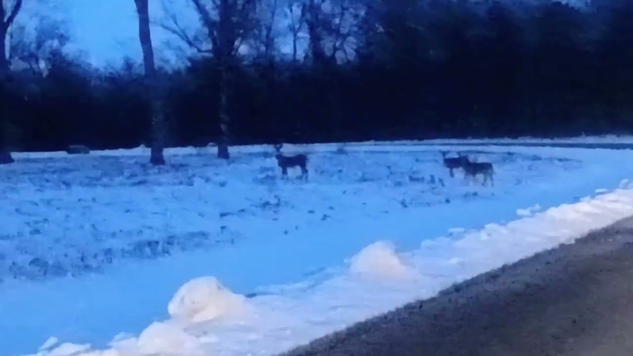 Whitetail Welcome.                                    #oldschoolalaska #nature #whitetaildeer 