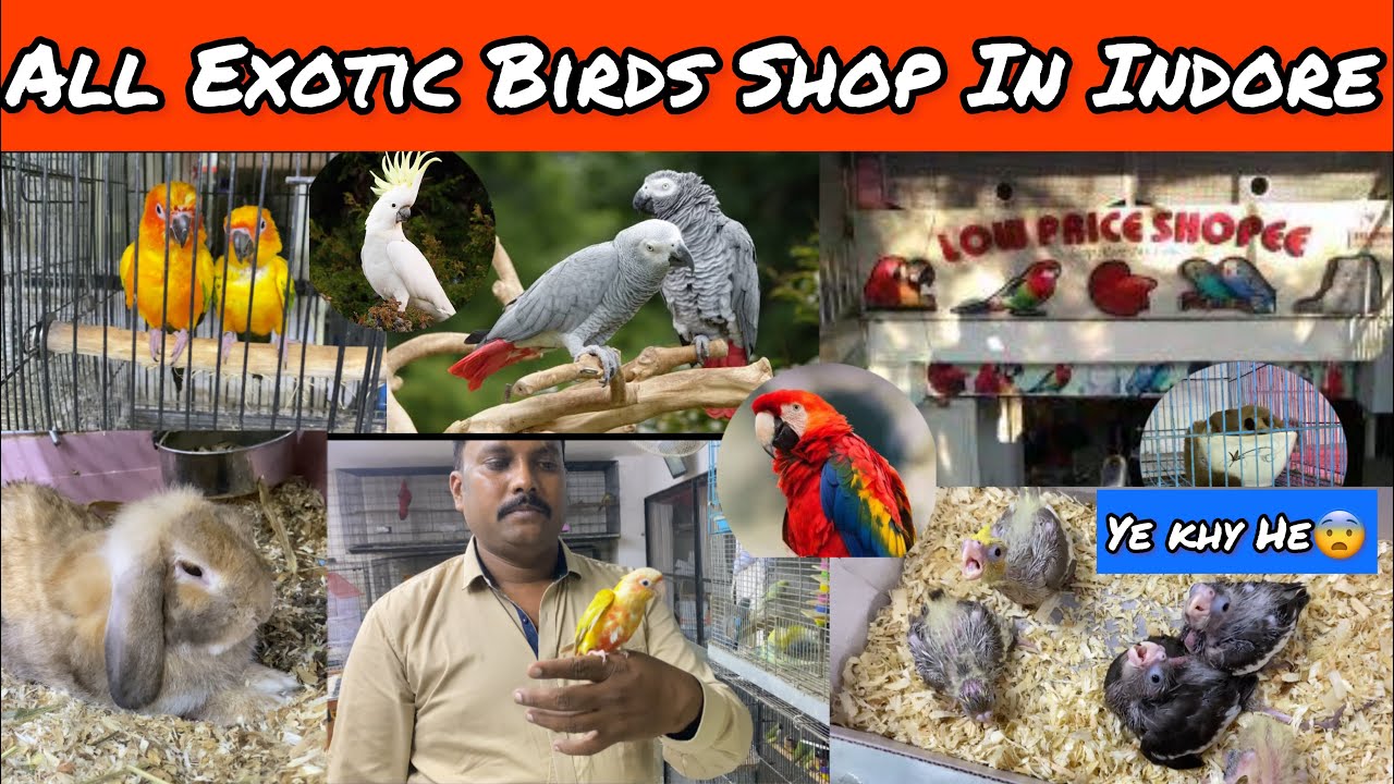 #part1 Low Price Shopee All Exotic Birds Shop in indore Cheapest pet shop must Visit🐹♥️🐶🦜