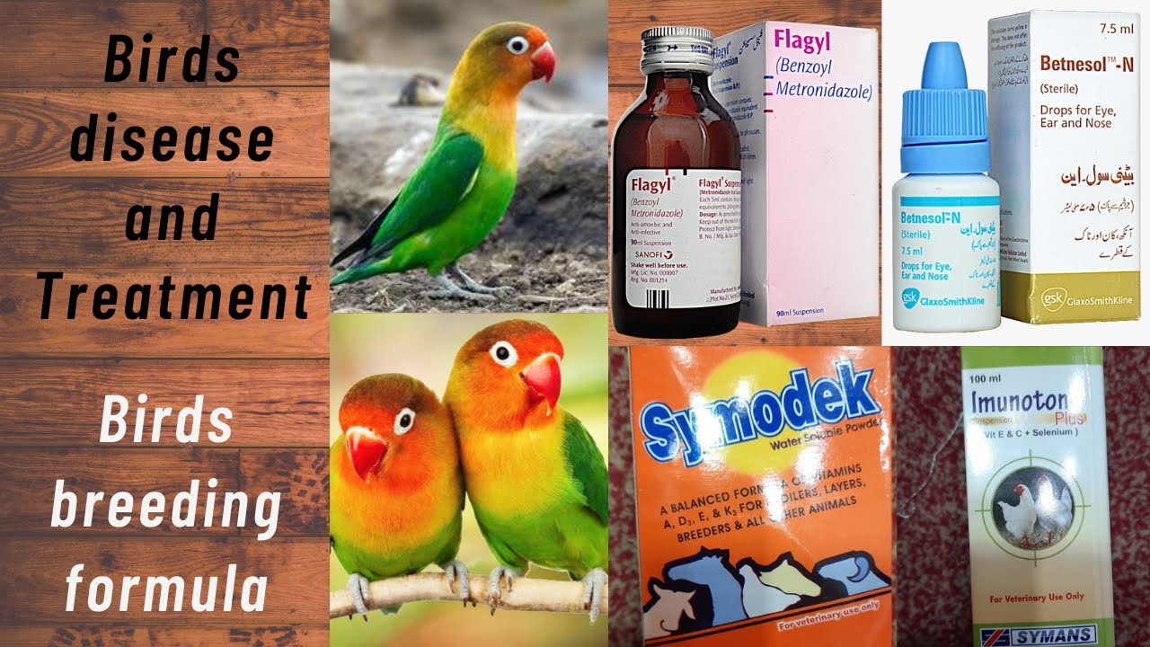Birds diseases and treatment | Birds breeding formula | Urdu/Hindi