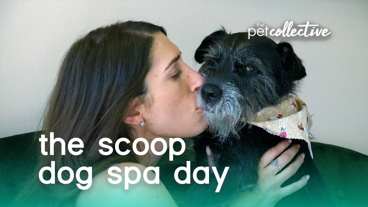Dog Spa Day | The Scoop