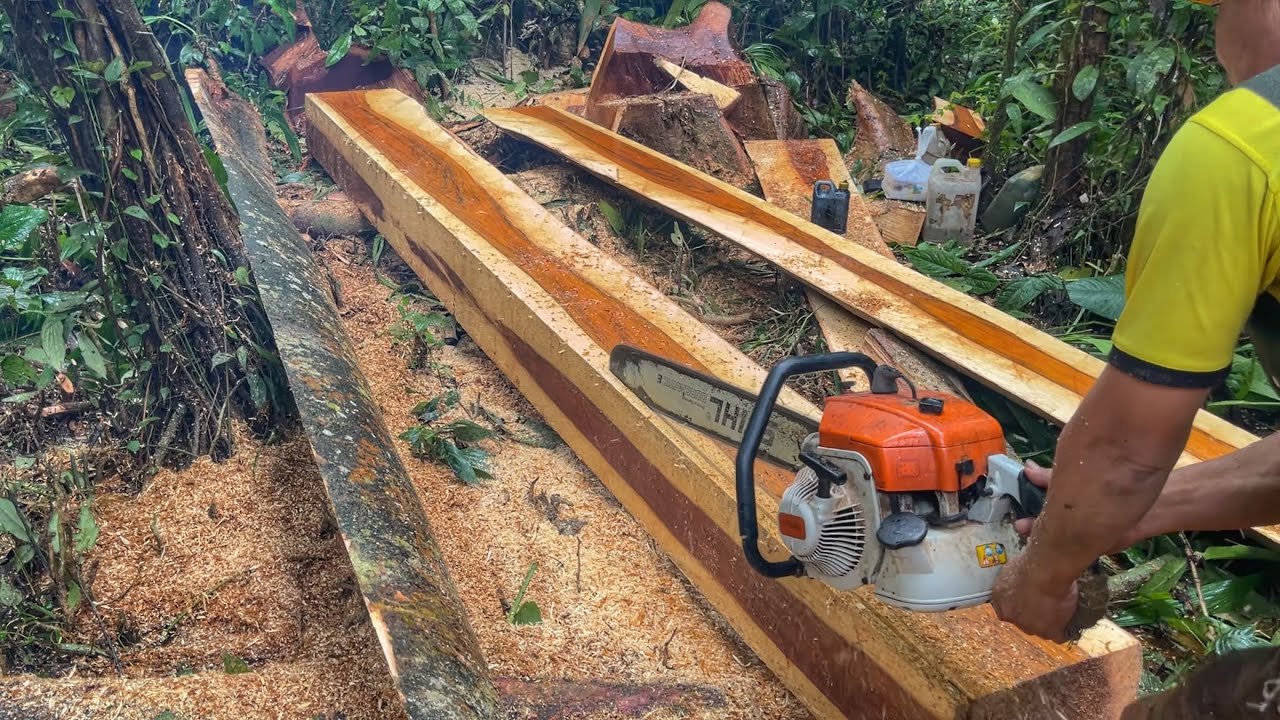 PROSES PEMBUATAN PAPAN DARI KAYU MERBAU MENGGUNAKAN MESIN GERGAJI STIHL MS 070 || CHAINSAW