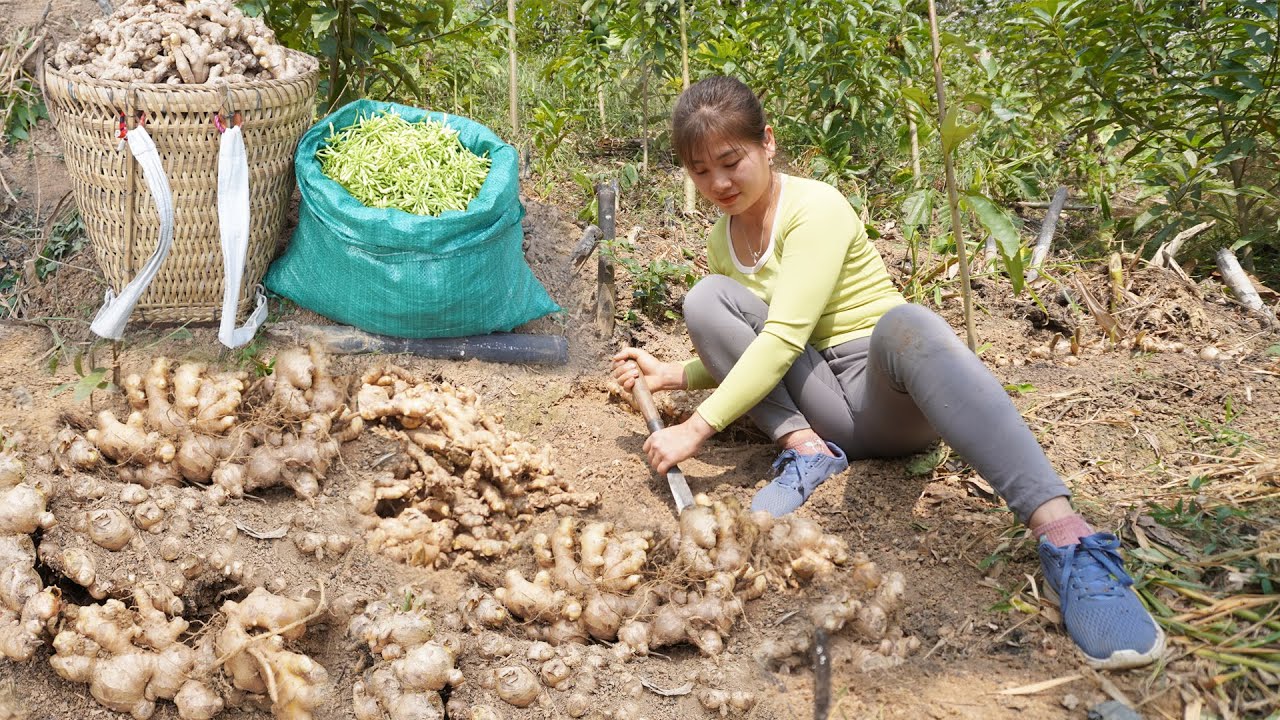 Harvesting Ginger And Papaya Flower Go to market sell - Replant vegetable in bamboo tubes