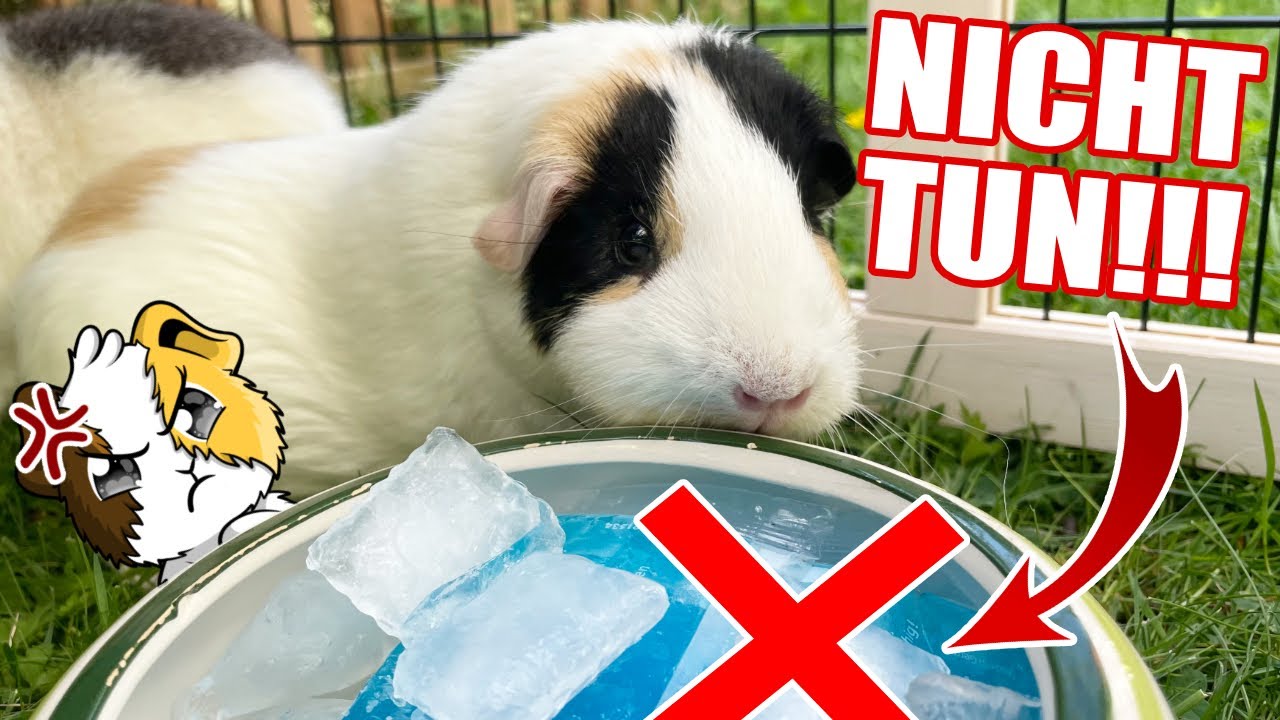 VORSICHT!  Tut das NICHT im Sommer mit Meerschweinchen! 🔥😱🔥