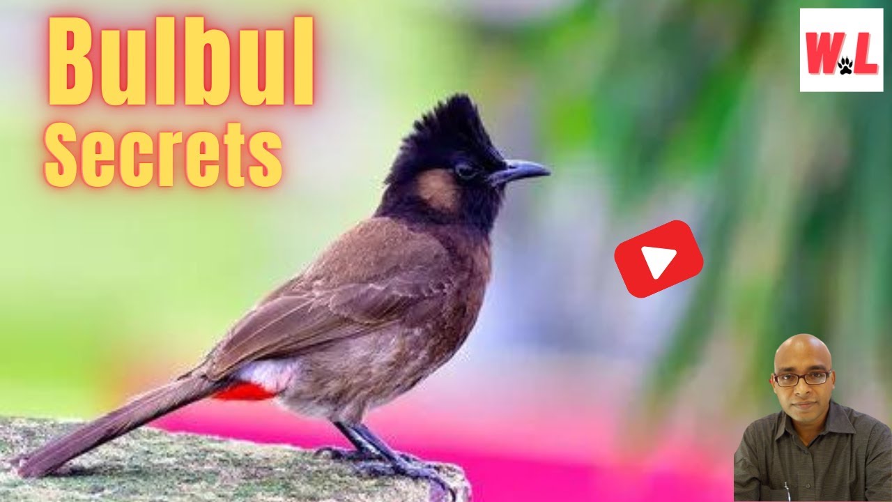 Bulbul Secrets: 10 Famous Facts That Make You Smile