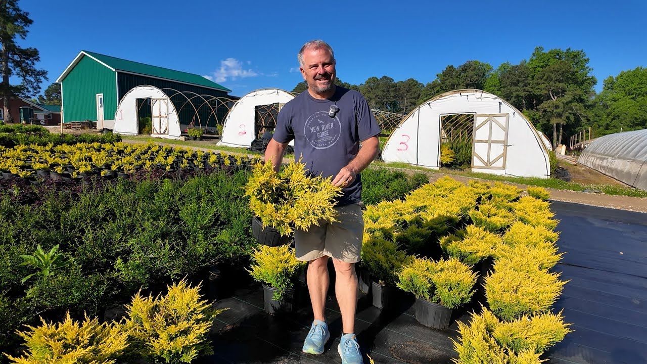 Golden Glow: Brightening the Garden with Seasonal Chartreuse & Gold Plants