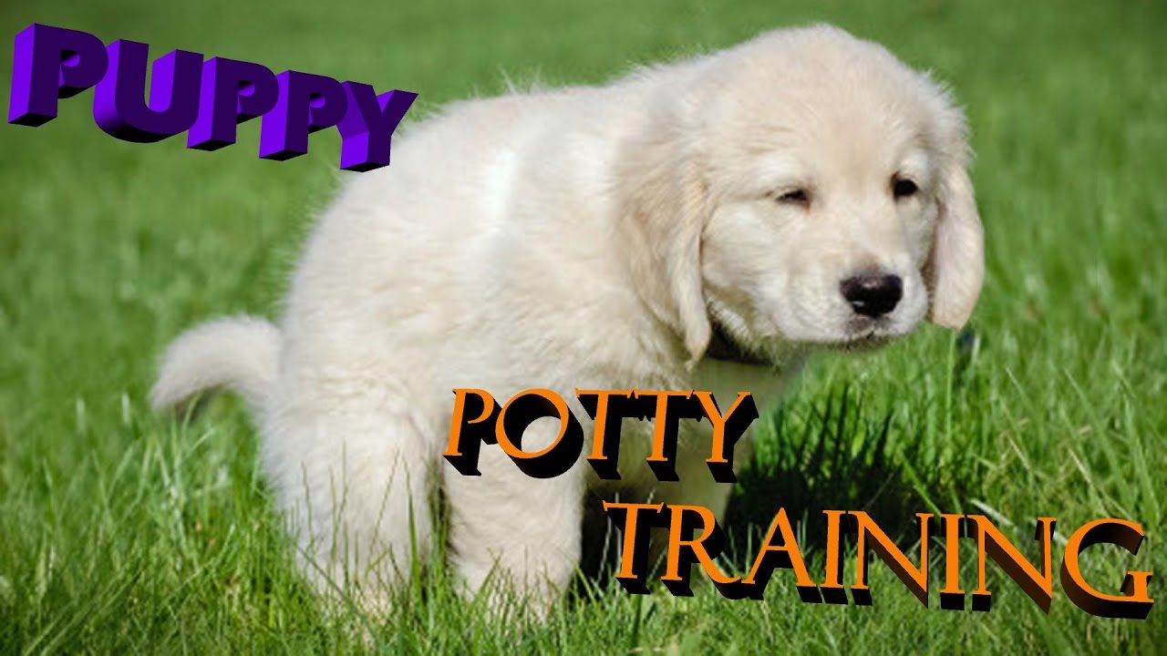 Puppy potty training in a Very easy way hindi / urdu 2017 : dog training in hindi