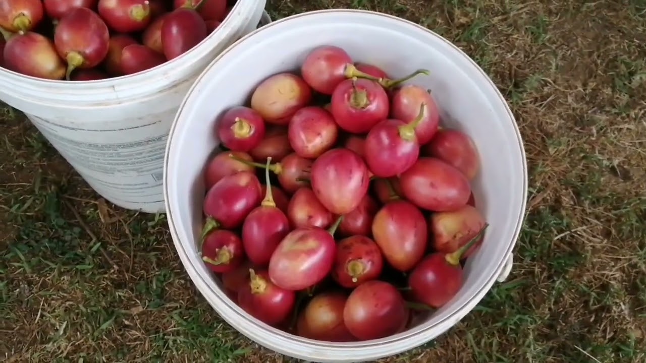 Harvesting and grading tree tomatoes - why is sorting important? | Tree tomato farming in Kenya