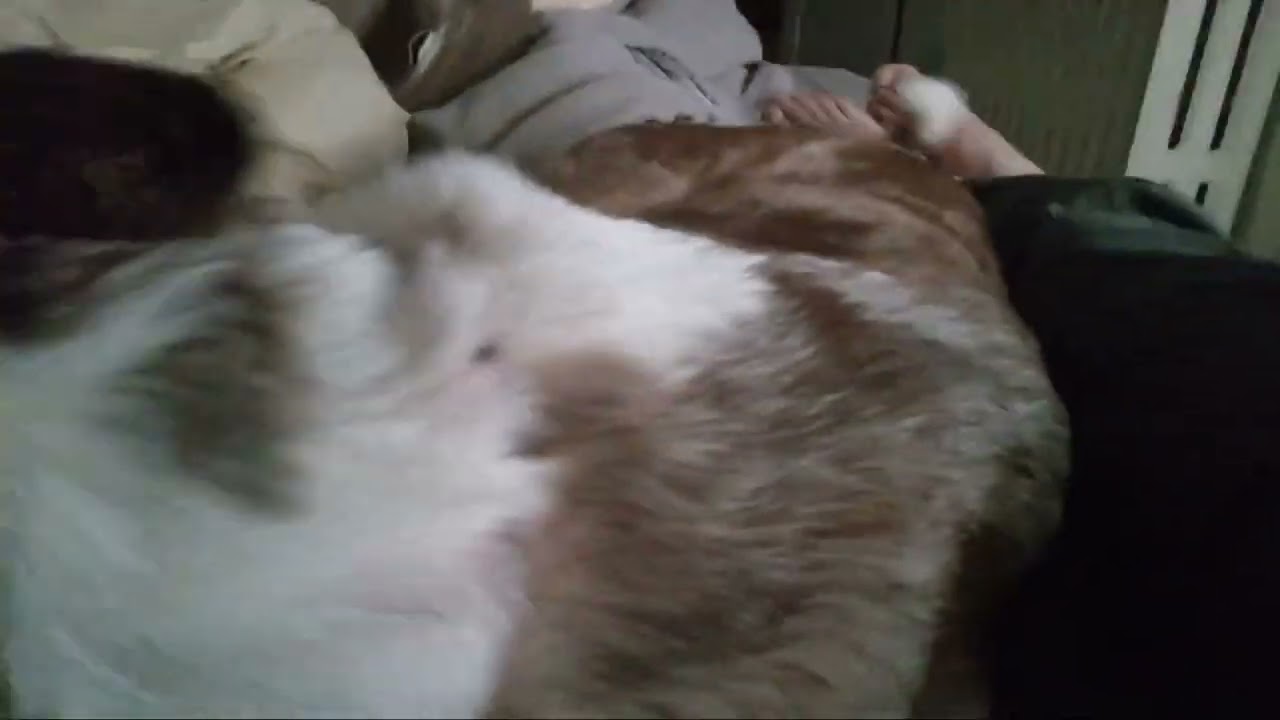Sing a new dog