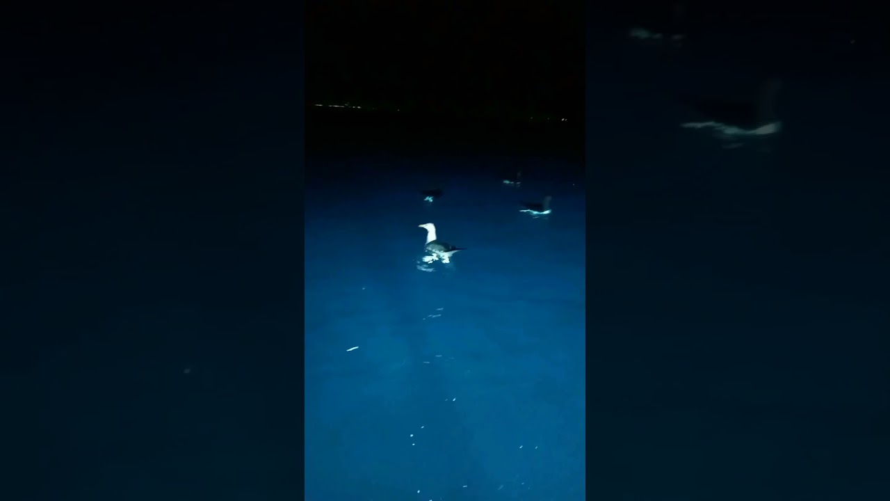 والله متعة صيد السردين في زيامة منصورية جيجل