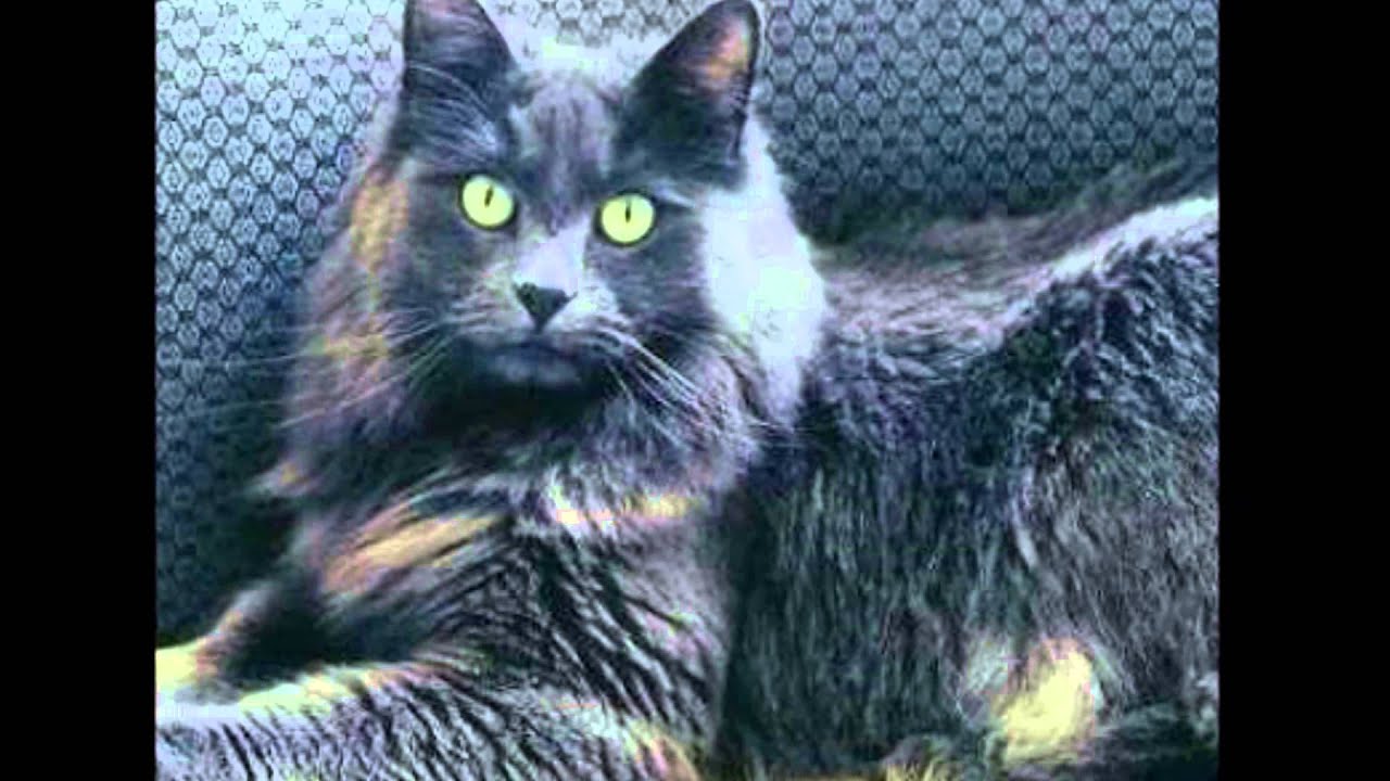 Celebration of the Nebelung Cat - II