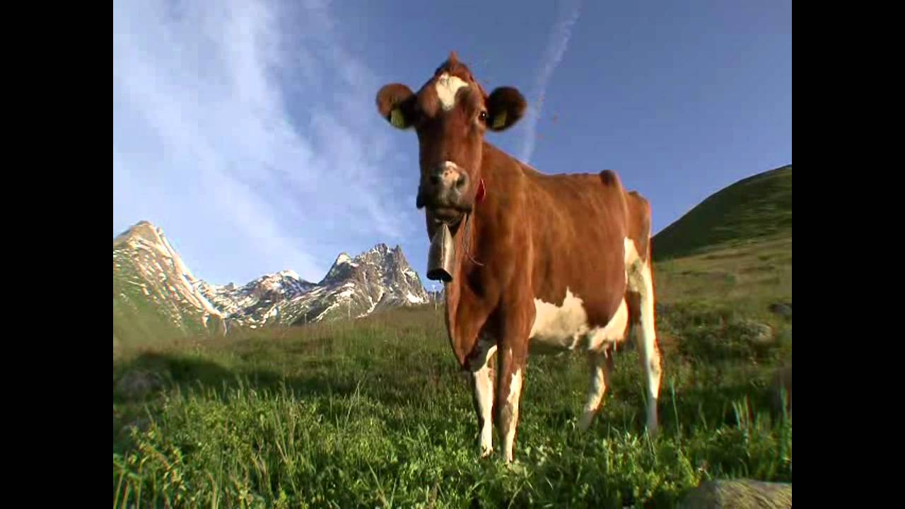 Cow bell (official sound) HD