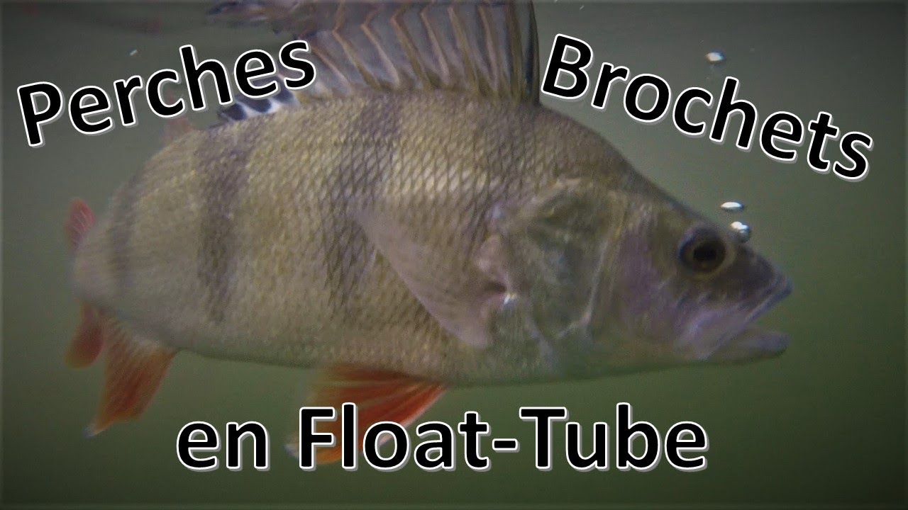 Mud-Digger, Biggie, Black-Minnow, PowerTail, le combo Perches et Brochets.