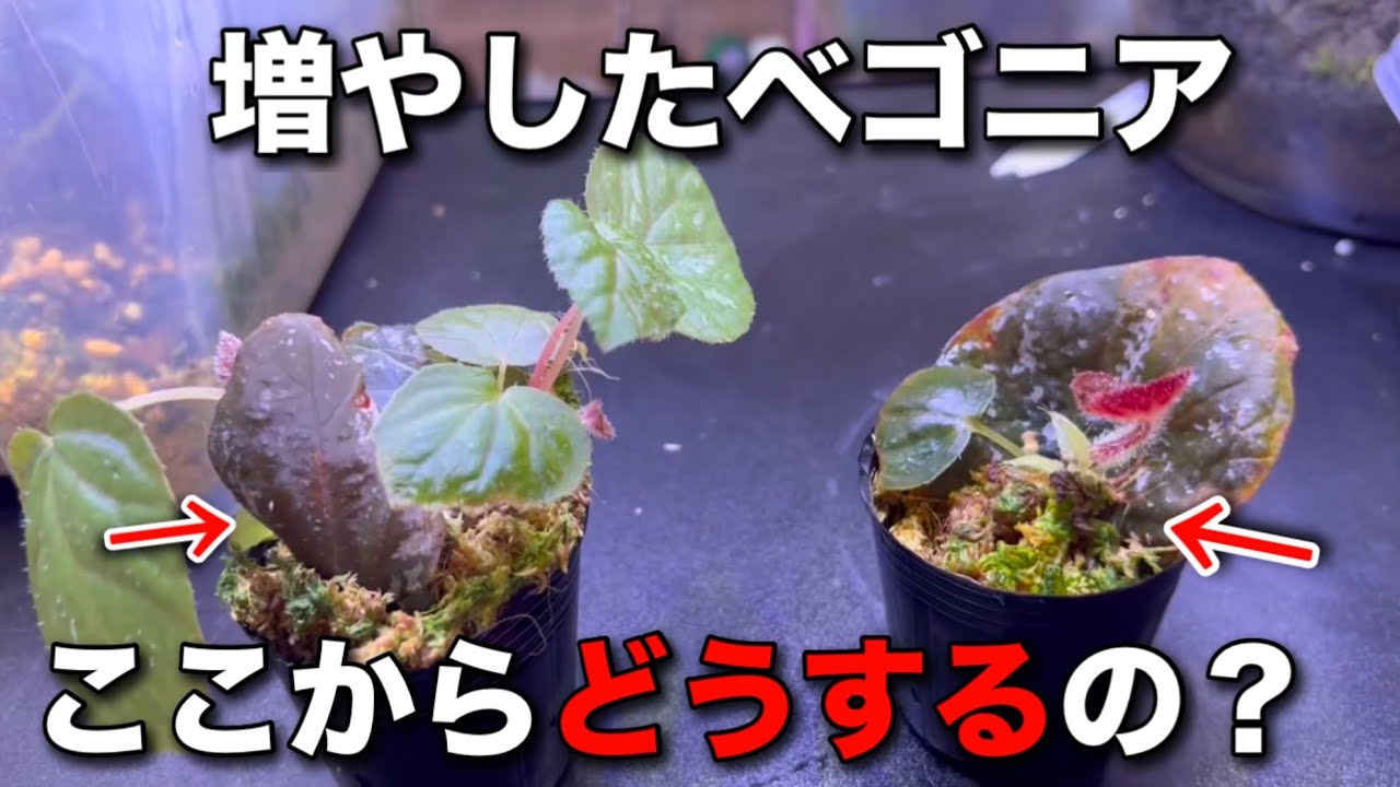 意外と知らない増えたベゴニアの「その後の管理」を解説！【鉢上げ編】 #ガーデニング #観葉植物