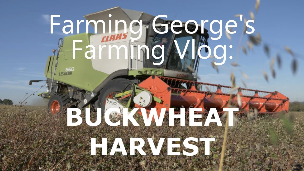 Buckwheat Harvest 2018 at Fobbing Farms