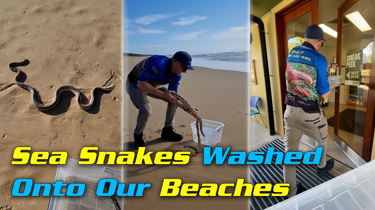 Sea Snakes getting washed onto our beaches everywhere!!