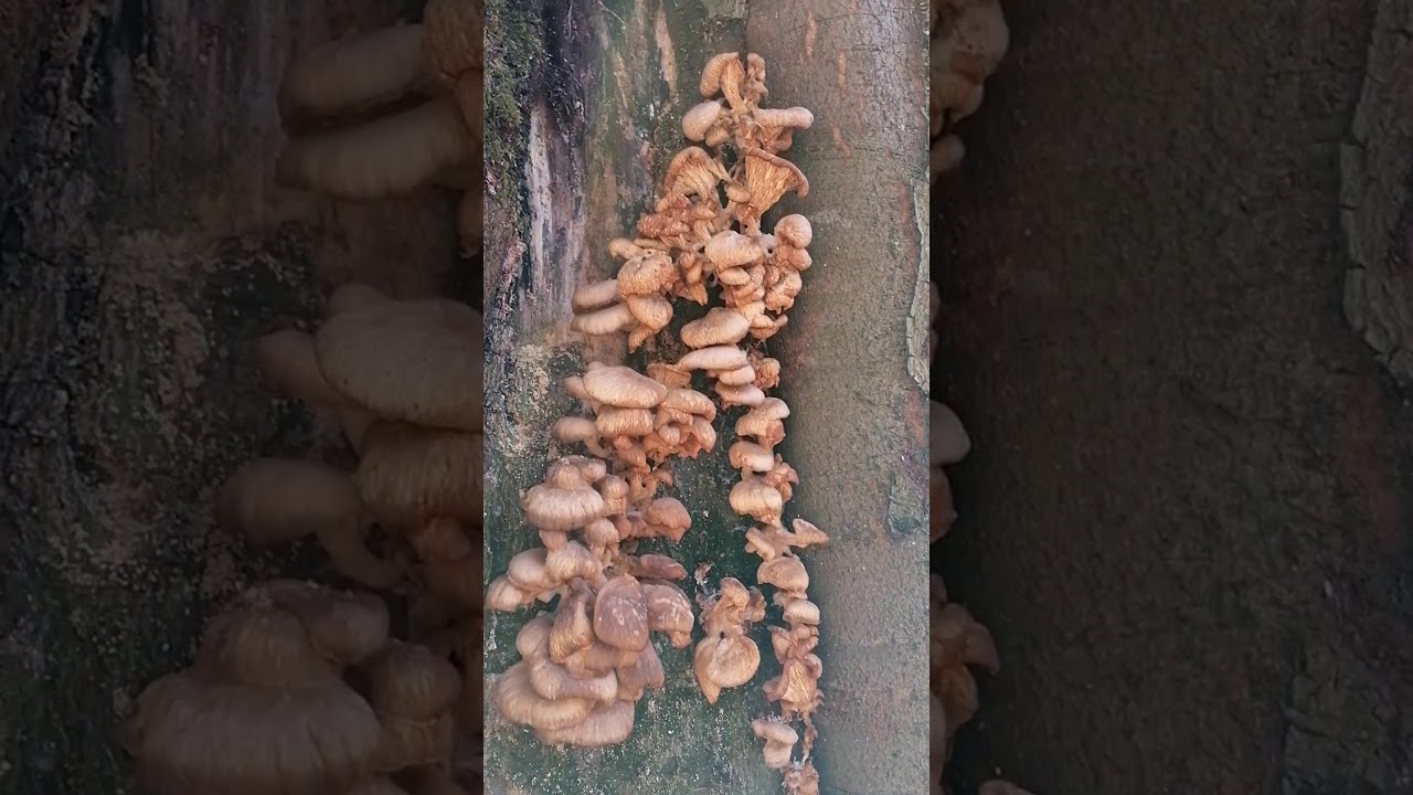 Buche mit Austernseitling bewachsen und einer Baumperle