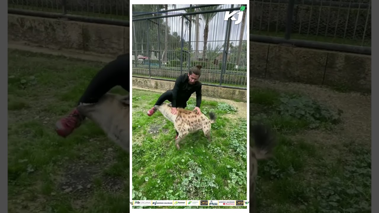 Man Pets Hyena, It Bites Him
