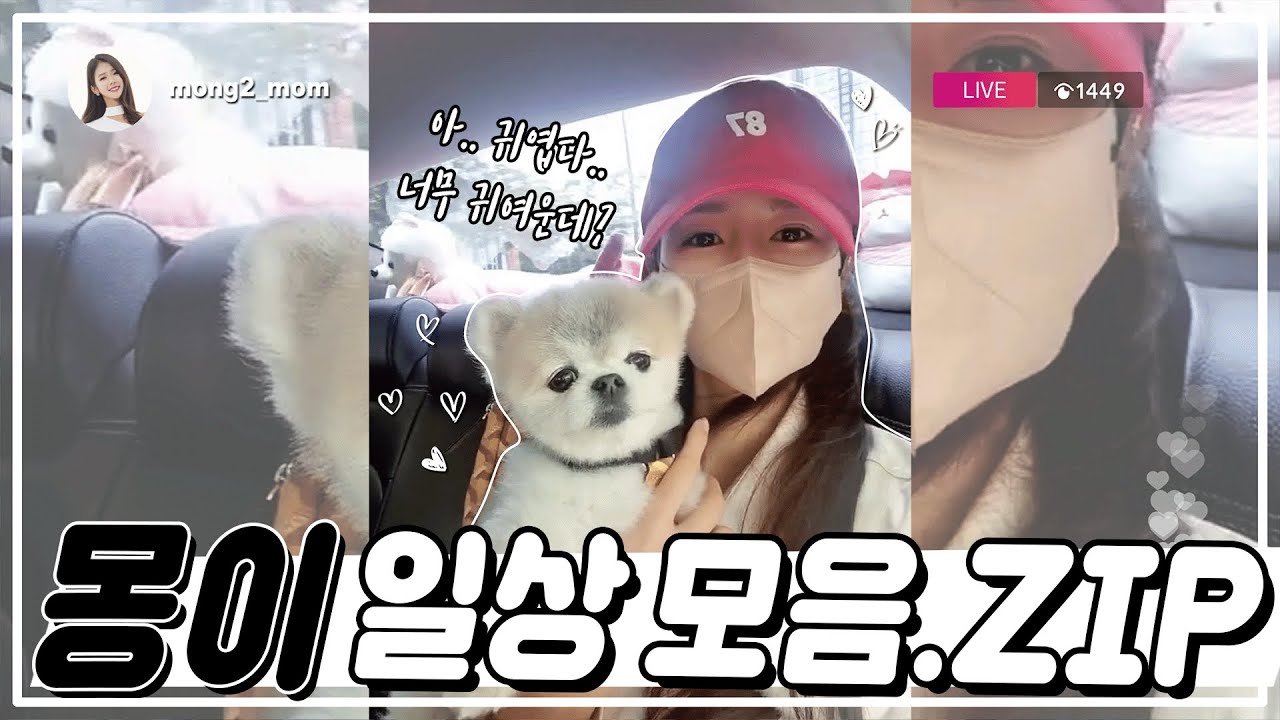 [몽이 일상] 🐶몽이 일상 모음Zip🎞