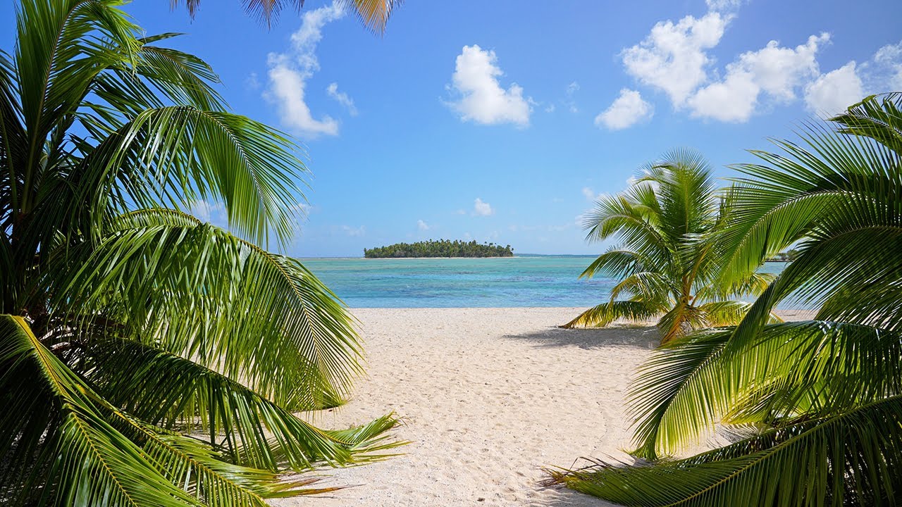 Remote Island Ambience & Palm Tree Sounds