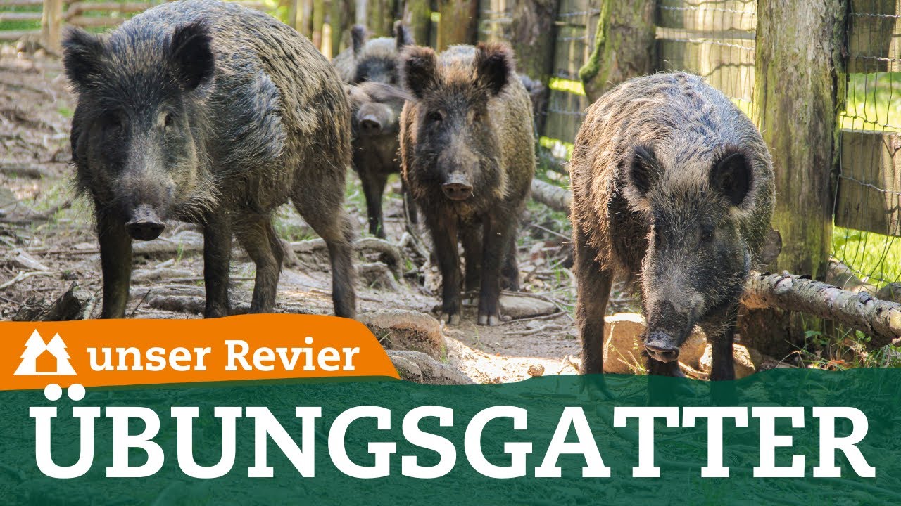 Schwarzwildgatter Seelitz | unser Revier | Hundearbeit an Wildschweinen I #3
