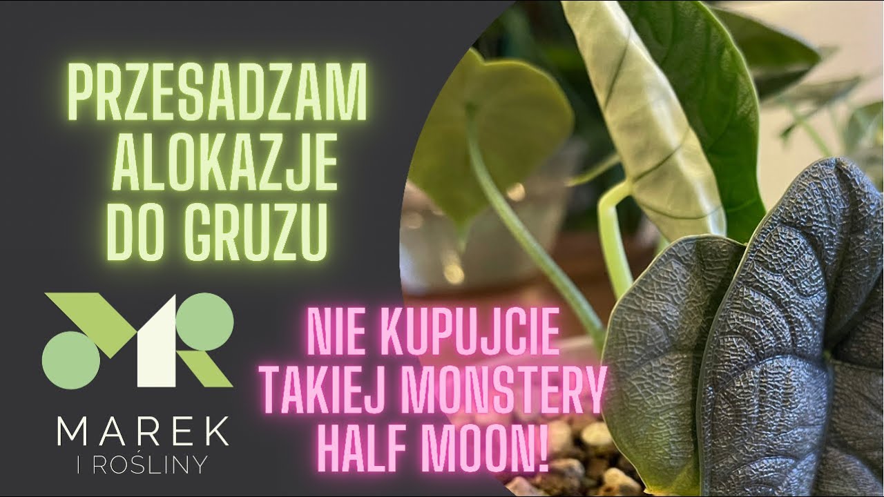 Przesadzam alokazje do gruzu. Monstera variegata, krórej nie warto kupować. Nie oglądaj z dziećmi😜