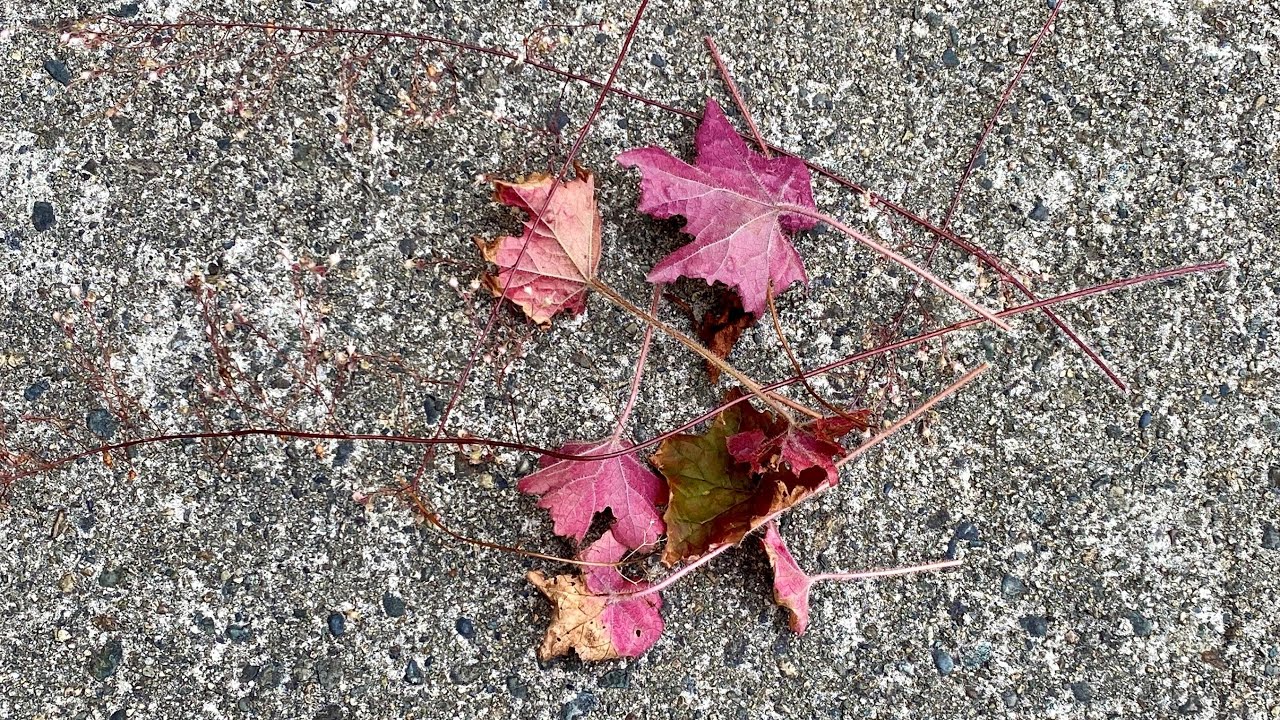 Use, Maintain & Transplant, Heuchera 