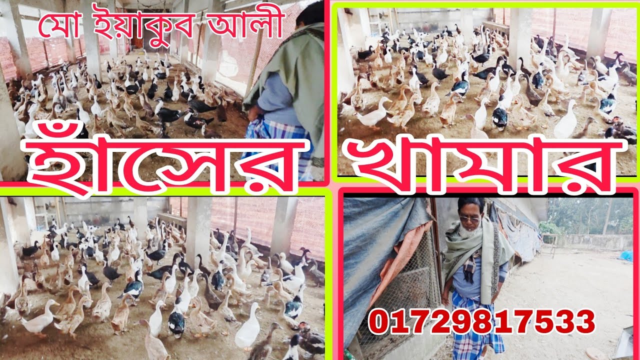 বিসমিল্লাহ পোল্ট্রি ফার্ম রায়শ্রী বাজার।#foryou #cattleworld#youtubeshorts#youtubevideos #viral