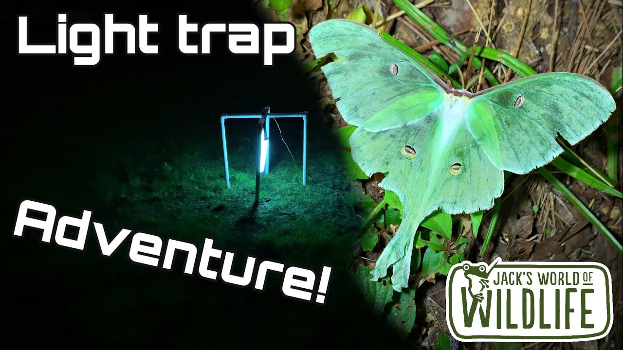 LUNA Moth at the LIGHT TRAP