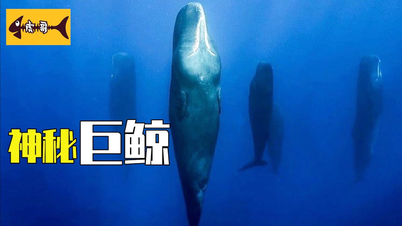揭秘鯨魚最神秘的現象！背後真兇竟然是它...... Beached Whales, cc字幕, HD