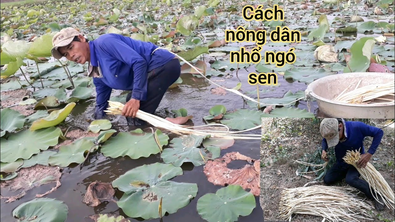 n&ocirc;ng d&acirc;n m&oacute;c ng&oacute; sen kiếm tiền triệu mỗi ng&agrave;i