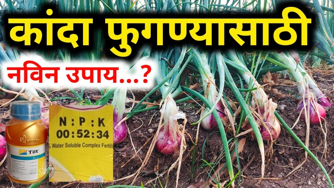 कांदा फुंगण्यासाठी औषध / कांदा फुगण्यासाठी उपाय / Kanda Fungnyasathi Upay
