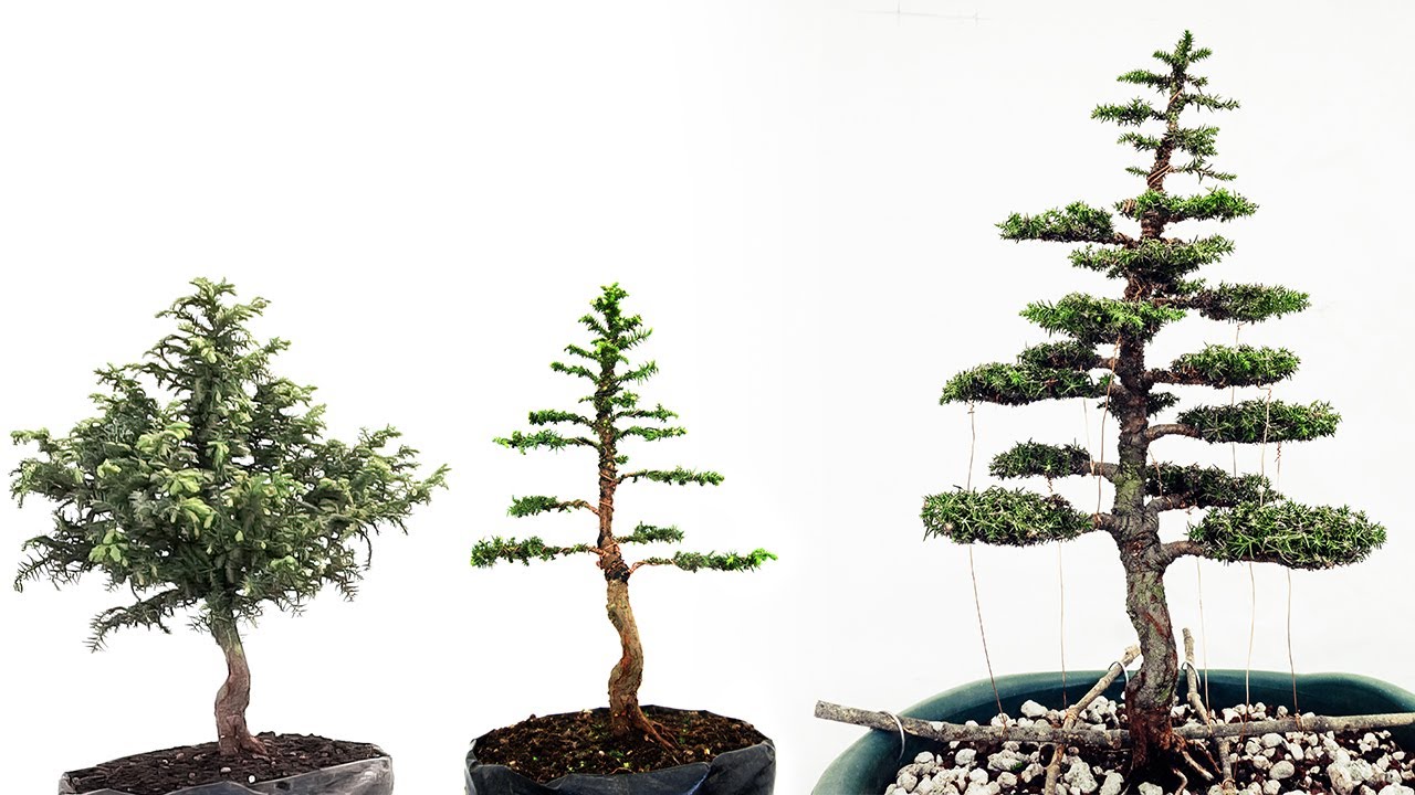 Poda de Refinamiento #2 - Cryptomeria Japonica