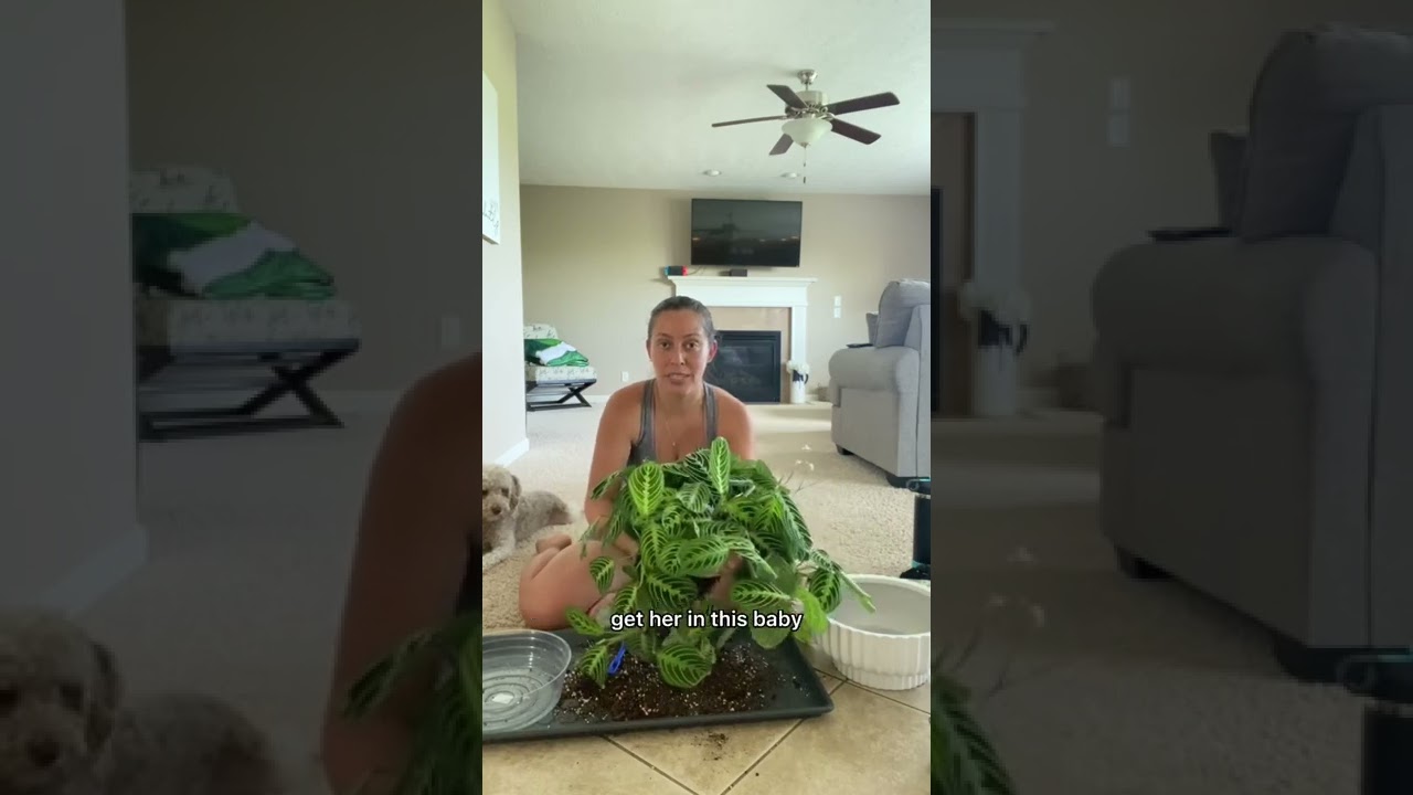Let&rsquo;s repot the lemon lime maranta #plantgrowth #lemonlime #maranta #prayerplant #plantcare