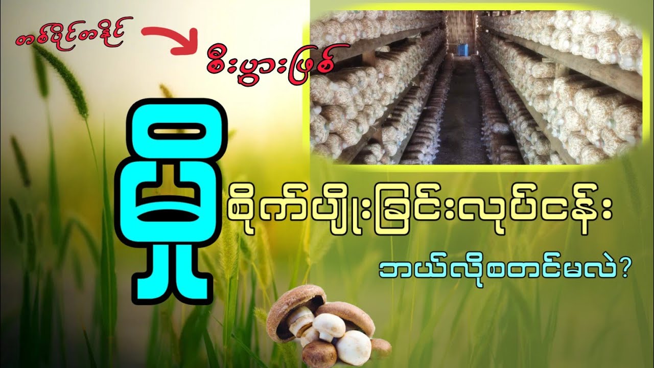 မှိုစိုက်ပျိုးခြင်းလုပ်ငန်း နဲ့ အပိုဝင်ငွေရှာမယ်? တစ်ပိုင်တနိုင် / စီးပွားဖြစ်