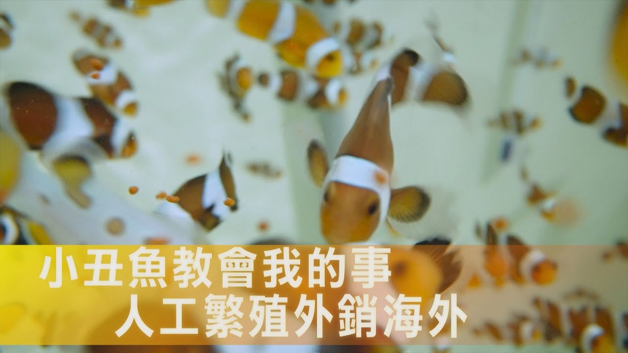 10年磨一劍養「尼莫」變模範漁民 科學養殖小丑魚外銷各國∣一步一腳印【為社會盡份心力小丑魚】20260201